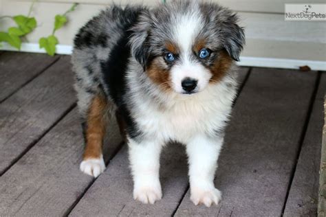 Join our newsletter for exclusive fea. . Australian shepherds for adoption near me